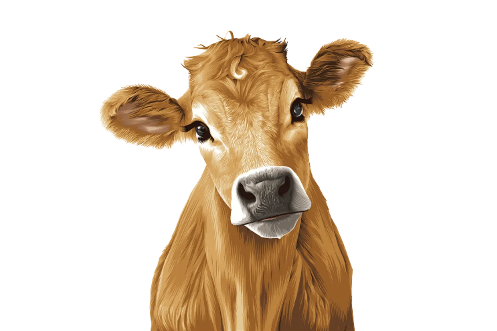 Lily the cow