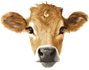 Brown Cow logo