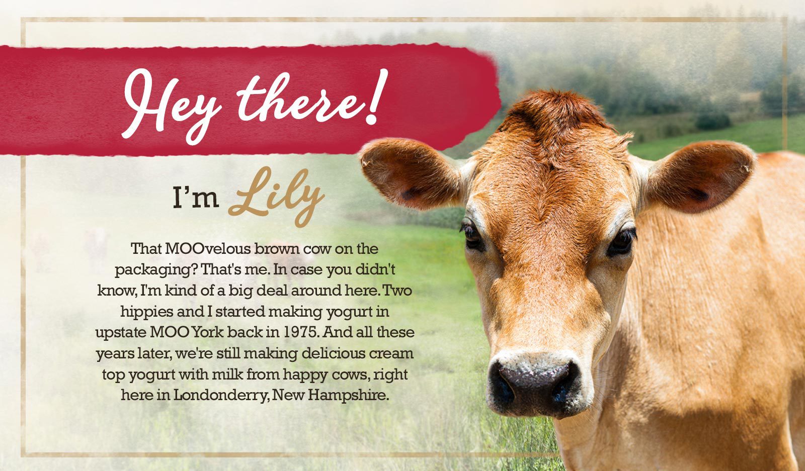 Image of Lily the cow